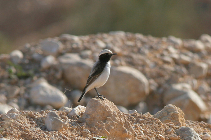 Monachelle tunisine